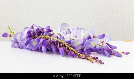 Fiori di glicine viola rami con petali isolati su sfondo bianco delicata composizione floreale primaverile Foto Stock