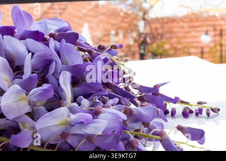 Fiori di glicine viola rami con petali isolati su sfondo bianco delicata composizione floreale primaverile Foto Stock