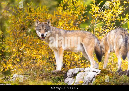 Due lupi nella foresta autunnale con fogliame dorato e rocce muschiate Foto Stock