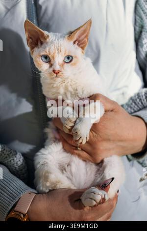 Gatto obbediente Devon Rex con colore pelliccia grigio bianco siediti sulle mani. Curioso divertente carino incredibile Devon Rex Cat guardare la fotocamera. Gatti Ritratto. Grassetto Foto Stock
