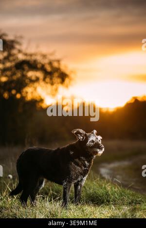 Vecchio cane di razza mista in raggi di tramonto domenica. Cane di razza mista in estate Sunset Sunrise Meadow. Dog Fidelity Foto Stock