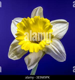 narcisi primaverili freschi con rugiada mattutina. La tromba gialla e i petali bianchi si distinguono su uno sfondo viola solido in questa macro ad alta risoluzione Foto Stock