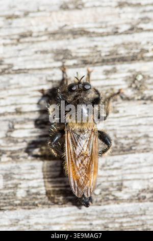 Il rapinatore vola dall'alto poggia su piante di legno alla luce del sole una giornata estiva, insetti macro dall'alto Foto Stock