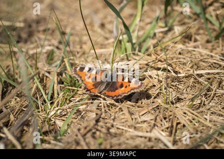 Piccola guscio di tartaruga, farfalla che riposa alla luce del sole sul terreno erboso Foto Stock