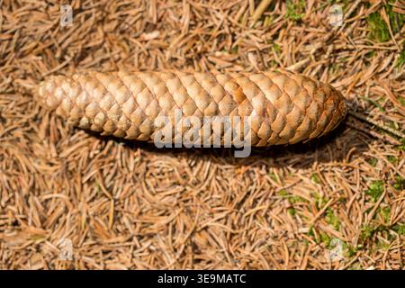 Cono di pino solitario annidato su un tappeto di aghi di pino secchi Foto Stock