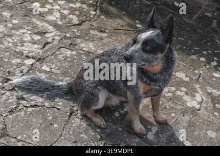 Ritratto del cane chiamato Bunji, il cane bovino australiano Blue heeler Foto Stock