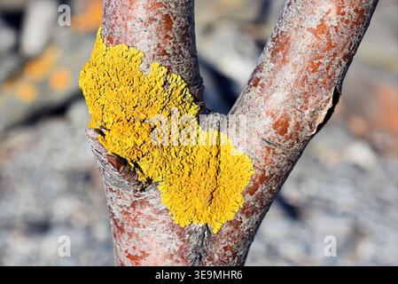 Comune Lichen arancione (Xanthoria parietina) su Tree Bark close-up Foto Stock