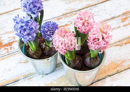 Fiori di Giacinto rosa e viola in piccole pentole su una superficie rustica in legno, che rappresenta la primavera, il giardinaggio e la decorazione domestica. Foto Stock