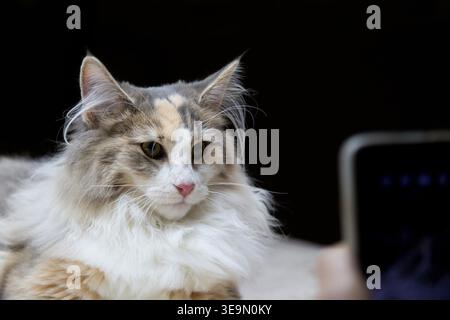 Gatto della foresta norvegese in posa per una foto Foto Stock