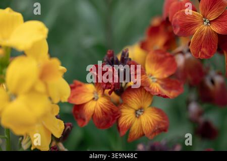 Primo piano di fiori di Erysimum in fiore nelle sfumature di arancione e giallo con uno sfondo da giardino sfocato Foto Stock