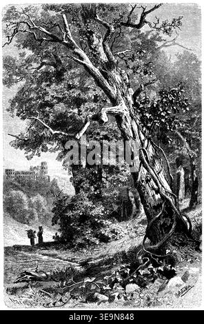 edera, pianta aggrappata a una quercia con le sue radici rampicanti, Hedera Helix (libro botanico, 1888), Efeu, Pflanze haftet mit ihren Kletterwurzeln an einer Eiche, lierre, plante s'accroche à un chêne grâce à ses racines grimpantes Foto Stock