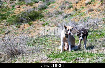Due cani siedono insieme in un campo erboso e asciutto. Un cane è di colore chiaro con una museruola scura Foto Stock