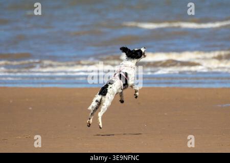 Southport, Merseyside, 19 aprile 2026. In una splendida domenica mattina primaverile, uno Springer Spaniel ha la giornata migliore di sempre mentre gioca sulla spiaggia sul lungomare di Southport. Il sole luminoso ma le condizioni fredde portavano le persone al mare per divertirsi al sole. Crediti: Cernan Elias/Alamy Live News Foto Stock