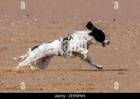 Southport, Merseyside, 19 aprile 2026. In una splendida domenica mattina primaverile, uno Springer Spaniel ha la giornata migliore di sempre mentre gioca sulla spiaggia sul lungomare di Southport. Il sole luminoso ma le condizioni fredde portavano le persone al mare per divertirsi al sole. Crediti: Cernan Elias/Alamy Live News Foto Stock
