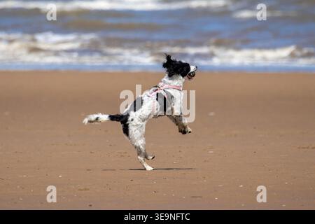 Southport, Merseyside, 19 aprile 2026. In una splendida domenica mattina primaverile, uno Springer Spaniel ha la giornata migliore di sempre mentre gioca sulla spiaggia sul lungomare di Southport. Il sole luminoso ma le condizioni fredde portavano le persone al mare per divertirsi al sole. Crediti: Cernan Elias/Alamy Live News Foto Stock