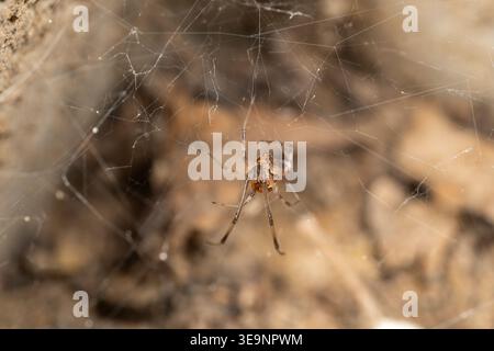 Ragno vedova bruna (Latrodectus geometricus) in rete cobweb, giardino del Cairo, Egitto Foto Stock