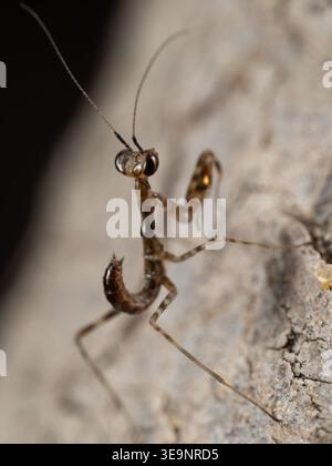Mantide di preghiera egiziana (Miomantis paykullii) ninfa iniziale su superficie rocciosa. Cairo, Egitto. Foto Stock