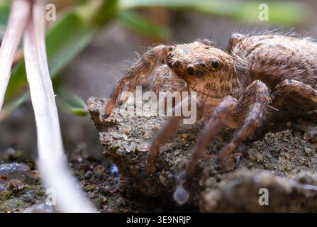 Ragno salto pantropicale (Plexippus paykulli) Ritratto estremo da vicino, giardino del Cairo, Egitto. La specie si trova in tutti i tropici del Vecchio mondo. Foto Stock