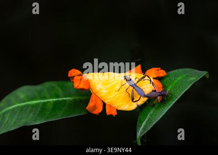 Due insetti sono su una foglia, uno dei quali è un coccinello. L'altro bug è una mantide di preghiera Foto Stock