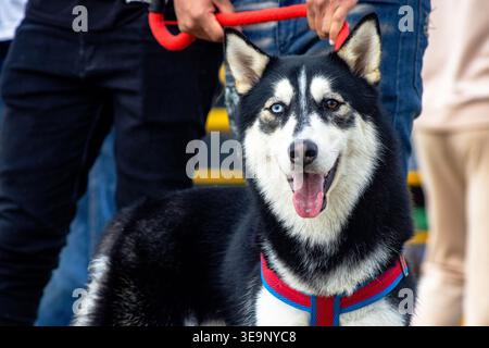 Un vivace Husky siberiano con occhi eterocromatici sorprendenti, uno blu e uno marrone, guarda felicemente la fotocamera. Il cane indossa un'imbracatura colorata e. Foto Stock