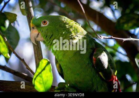 Un pappagallo verde è appollaiato su un ramo d'albero. L'uccello sta guardando la telecamera con il becco aperto Foto Stock