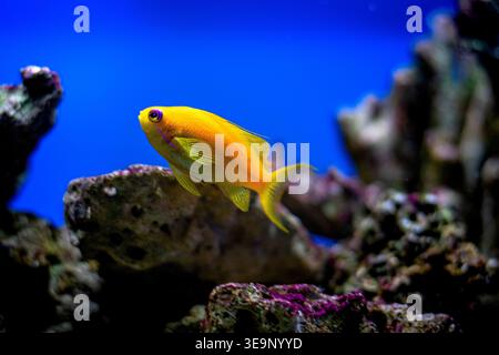Un pesce giallo sta nuotando in una vasca blu. Il pesce è l'unico nella vasca Foto Stock