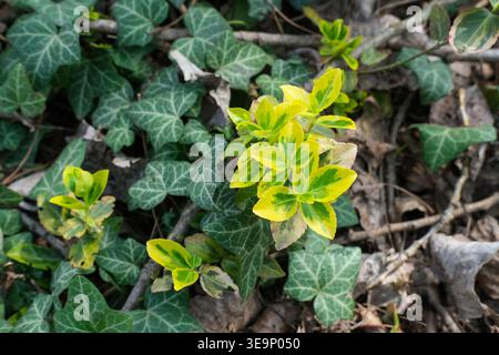 Piante variegate con foglie gialle e verdi crescono tra la copertura del terreno di edera in un ambiente boschivo Foto Stock