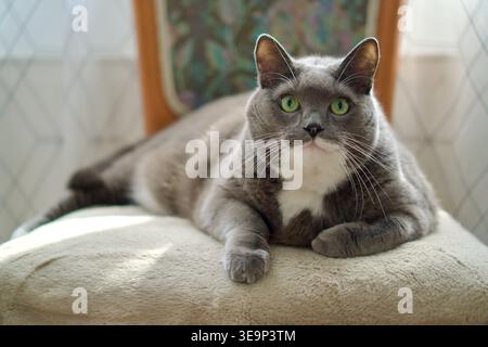 GreyA grandangolo di alta qualità di un gatto grigio smoking con petto bianco e occhi verdi, comodamente appoggiato su una sedia imbottita. L'immagine cattura la postura rilassata del gatto e l'espressione calma in un ambiente domestico ben illuminato. Perfetto per fotografie di stile di vita, pubblicità per la cura degli animali domestici, articoli sul comportamento degli animali e contenuti per l'arredamento della casa. E gatto da smoking bianco sdraiato su una sedia. Animali domestici che si rilassano in un luminoso interno di casa. Foto di alta qualità Foto Stock
