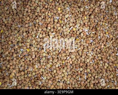 Vista dall'alto dei legumi crudi misti, tra cui lenticchie verdi, riso bianco e piselli gialli. Dettagliata consistenza alimentare di legumi secchi e grani per un sano co Foto Stock