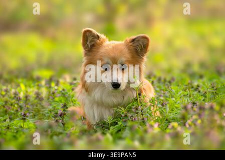 Giovane Corgi Female nella foresta primaverile. Primo piano Ritratto di carino soffice Corgi Dog in un paesaggio naturale primaverile. Foto Stock