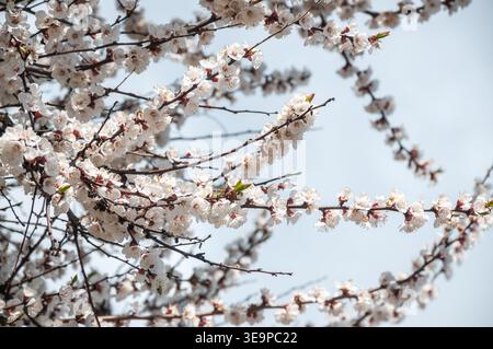 Un albero di albicocca in fiore in primavera. Primo piano di rami di albicocche con fiori bianchi. Concetto di primavera e risveglio della natura. Foto Stock
