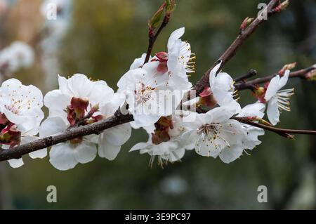 Ramo di albicocca in fiore su un morbido sfondo naturale. Primo piano di fiori di albicocca bianchi con sepali rosa sul ramo dell'albero nel giardino primaverile Foto Stock