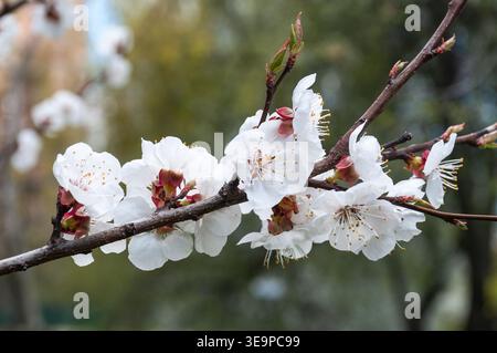 Ramo di albicocca in fiore su un morbido sfondo naturale. Primo piano di fiori di albicocca bianchi con sepali rosa sul ramo dell'albero nel giardino primaverile Foto Stock