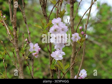 Primo piano della fioritura di Prunus 'Amanogawa' Foto Stock