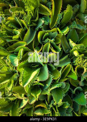 Foto in alto di piante verdi e succulente con piccole rosette che decorano i bordi delle foglie, immerse nella luce naturale del sole. Foto Stock