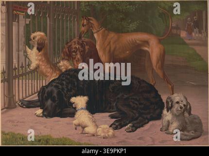 Illustrazioni storiche dal titolo cani non ammessi, che mostrano un gruppo di cani riuniti all'esterno di un cancello di ferro con un cartello che ne proibisce l'ingresso, tra cui varie razze che riposano e sbirciano all'interno di un parco. Creato negli Stati Uniti, intorno al 1872. Foto Stock