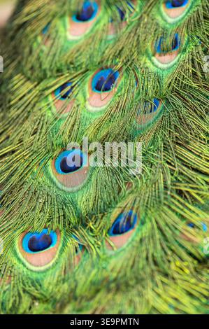 Primo piano dettagliato delle piume colorate di un pavone. Foto Stock