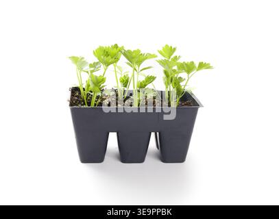 Piantine di sedano isolate nel vassoio Piante di sedano pronte per il trapianto di giardino dopo l'indurimento. Giardinaggio primaverile e colture vegetali a crescita lenta Foto Stock
