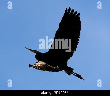 Un grande airone blu (Ardea herodias) sorvolando Beacon Hill Park a Victoria, British Columbia, Canada. Foto Stock