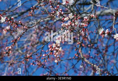 In primavera, i germogli di albicocca sbocciarono. Foto Stock