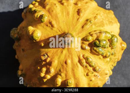 Primo piano della zucca ornamentale con texture dettagliata e imperfezioni naturali. Foto Stock
