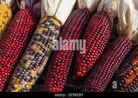 Vista dettagliata delle pannocchie di mais multicolore con chicchi lucidi. Concetto di raccolto autunnale e agricoltura. Foto Stock