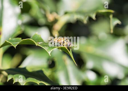 Riposa Batman Hoverfly (Myathropa florea) su una foglia di Holly a Richmond Park, Surrey Foto Stock