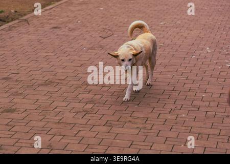 Passeggiata con cani randagi solitari lungo il sentiero in mattoni Foto Stock