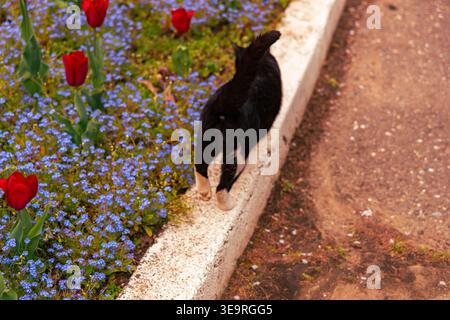 Tour a piedi del gatto Nero lungo il confine dei fiori da giardino Foto Stock