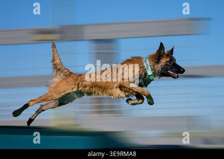 Un cane malinois belga bagnato mentre si tuffa da un molo a un evento di nuoto Foto Stock