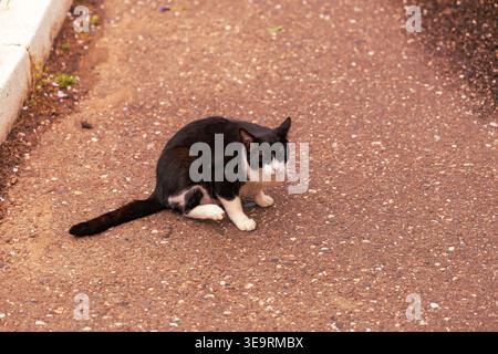 Tuxedo Cat seduto da solo, pavimentazione ruvida Foto Stock