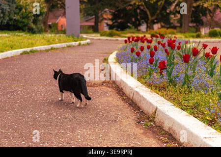 Black Cat Walking lungo il percorso all'aperto del giardino Foto Stock