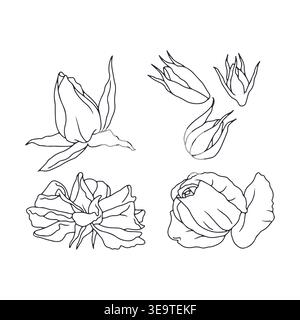 Set di fiori di rosa disegnati a mano in bianco e nero, clip art isolata Illustrazione Vettoriale