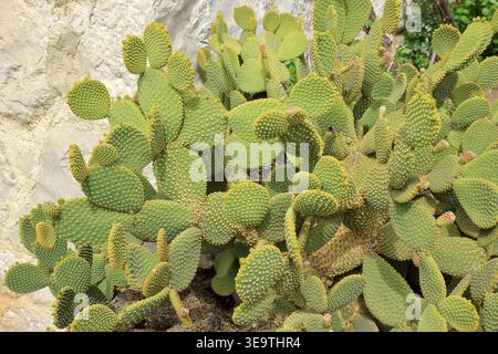 Un piccolo gruppo di cactus Bunny ear noto anche come Opuntia microdasys Foto Stock